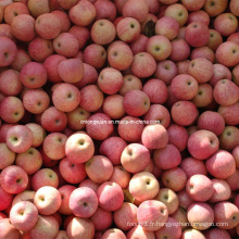 Bonne qualité de la pomme Qinguan fraîche, pomme fraîche